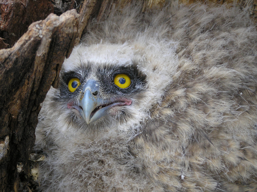 Slaght describes the owls as looking “raggedy.” Photo: Sergei Surmach.