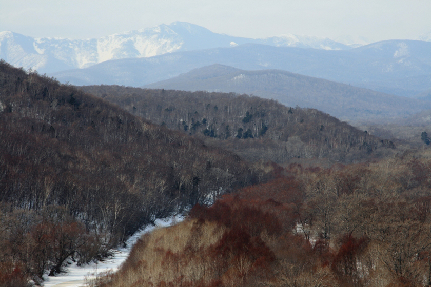 The study canvased nearly 8,000 square miles in Primorye, looking for prime fish owl habitat like this. Photo: J. Slaght/WCS Russia.