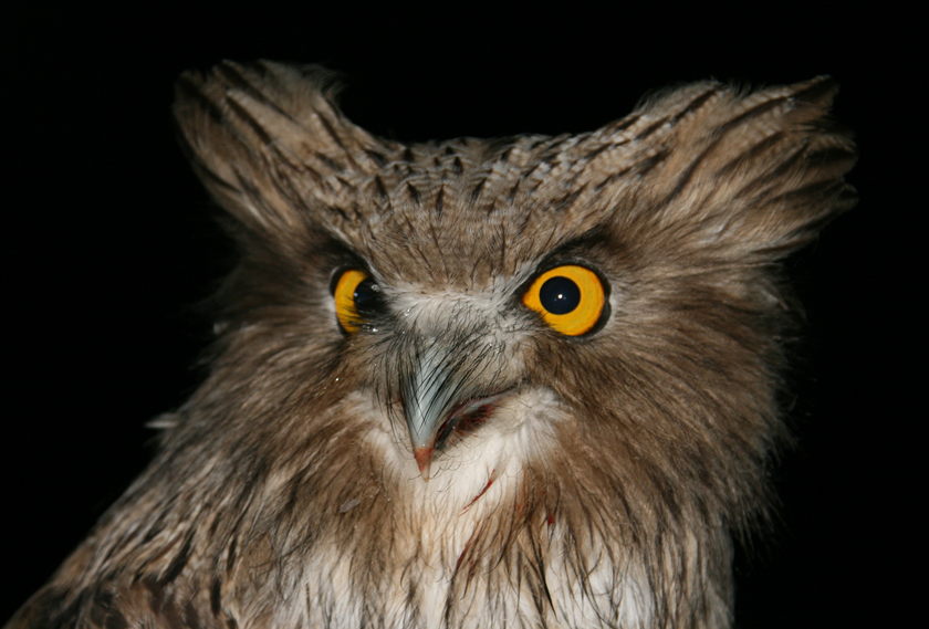 They may look like Muppets, but Blakiston’s fish owls are fierce predators. Photo: J. Slaght/WCS Russia.